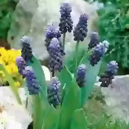 Latifolium